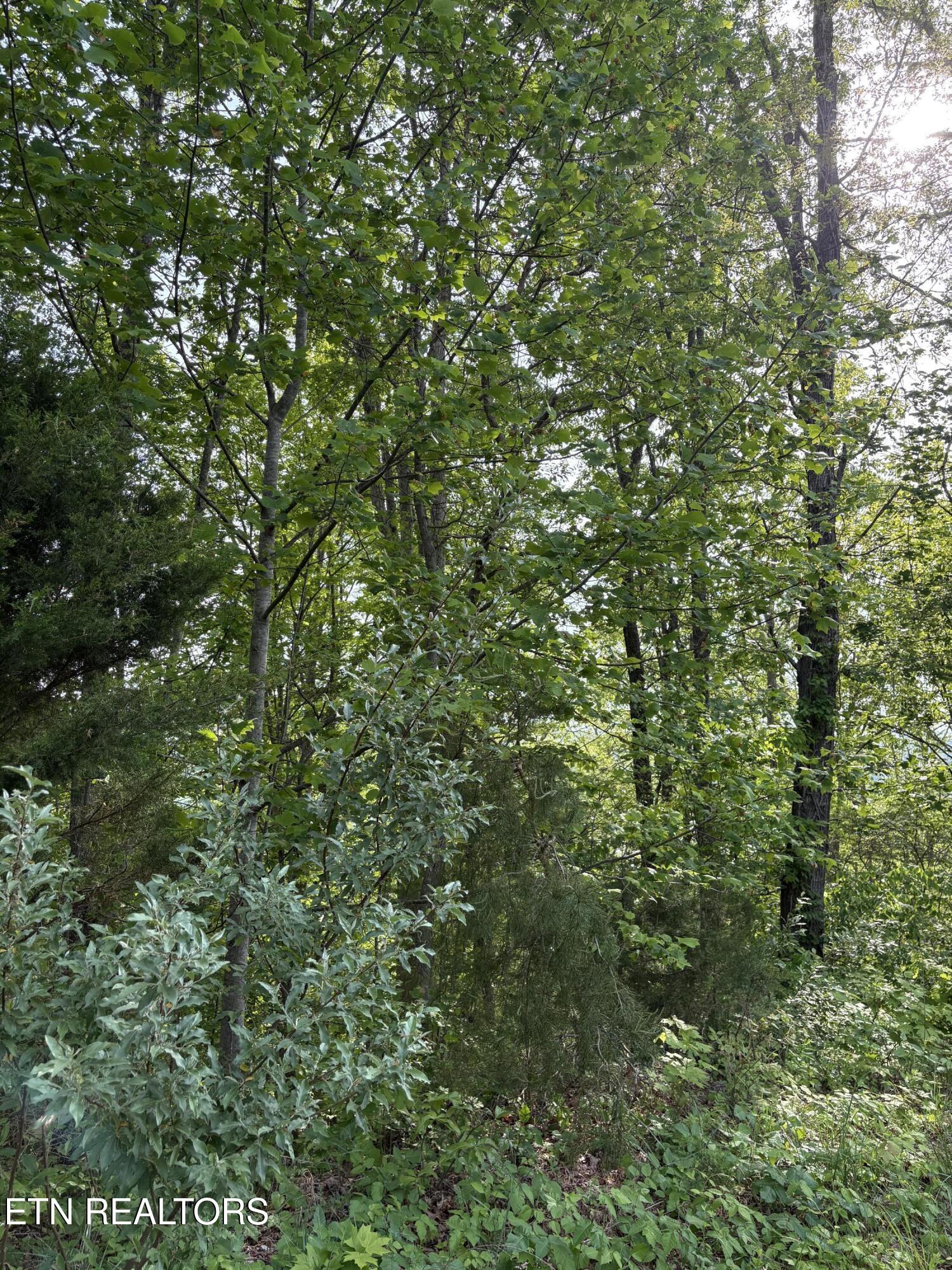 Lot 169 Saddleridge Drive Speedwell TN 37870