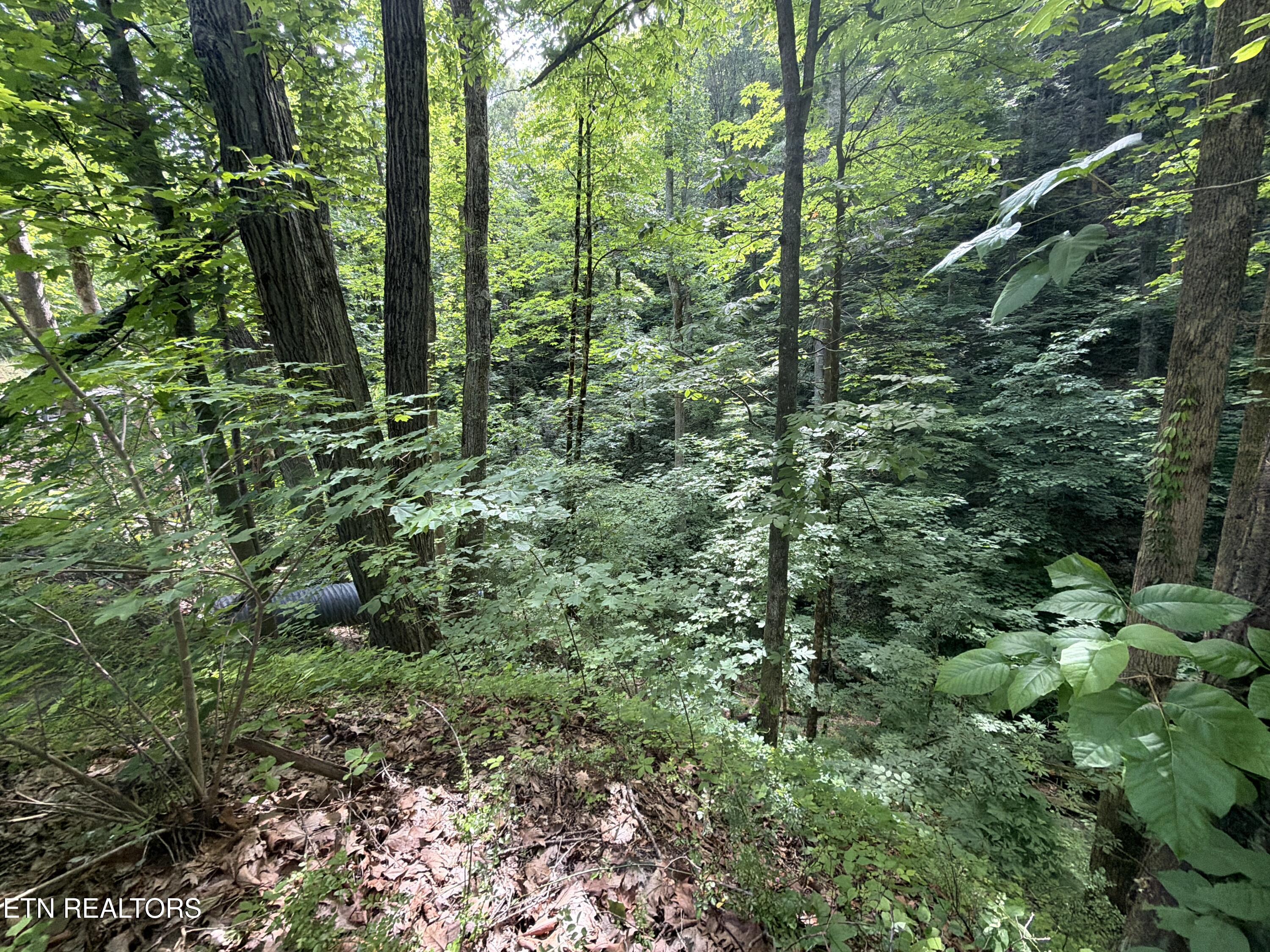 Wears Valley Road Townsend TN 37882