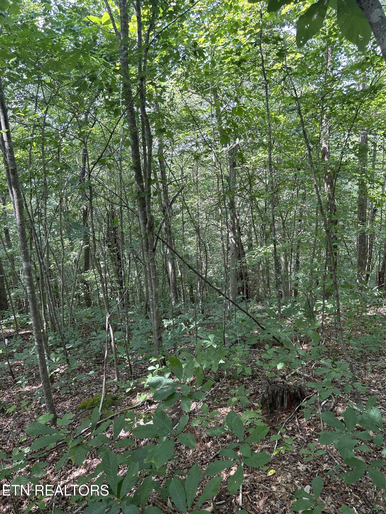 6116 Paint Rock Road Oneida TN 37841