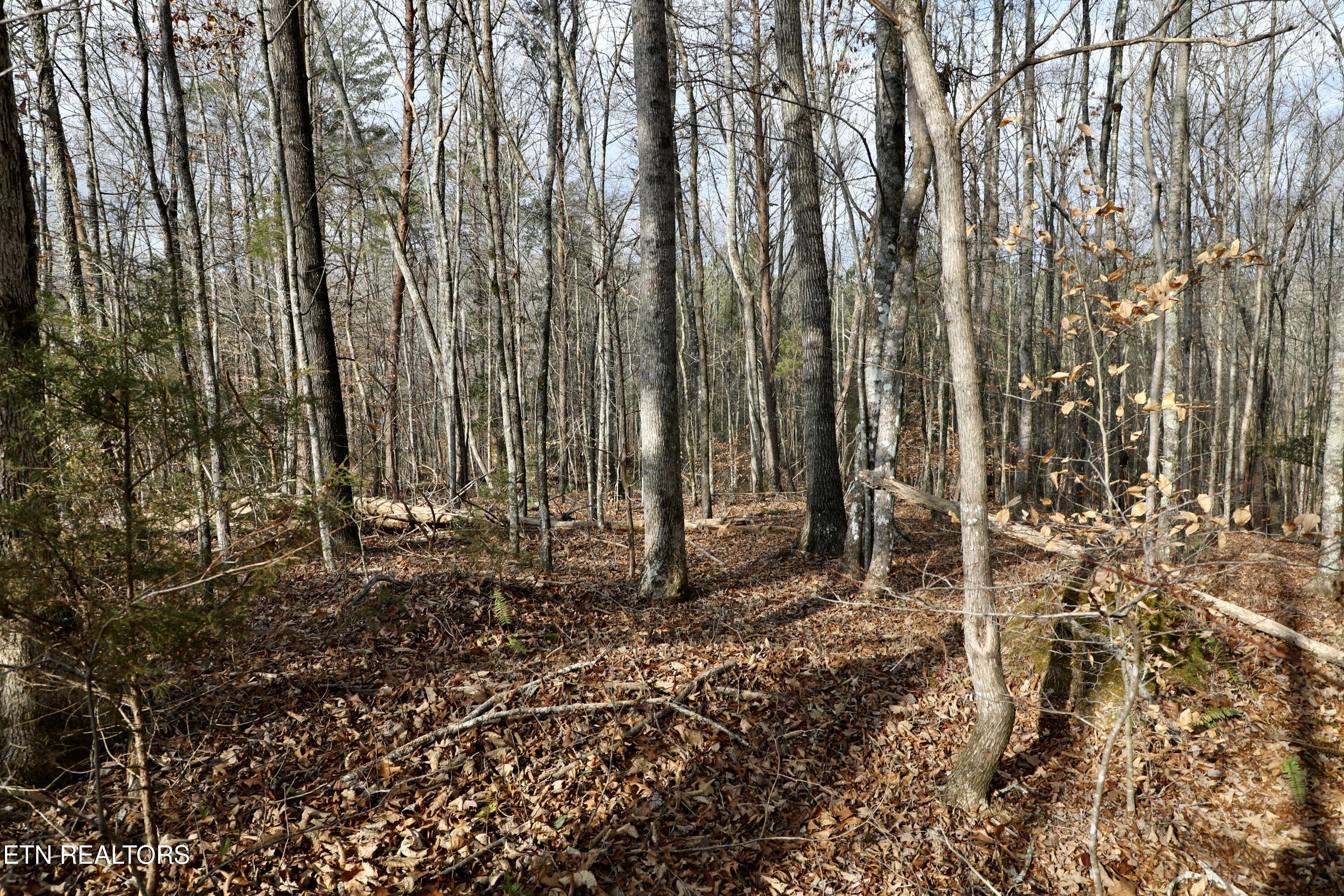 Forest View Tellico Plains TN 37385