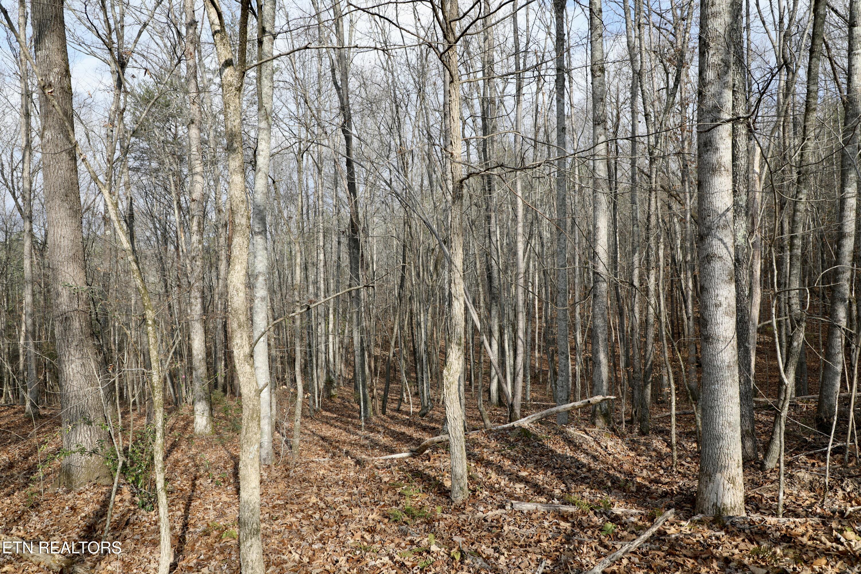 Forest View Tellico Plains TN 37385