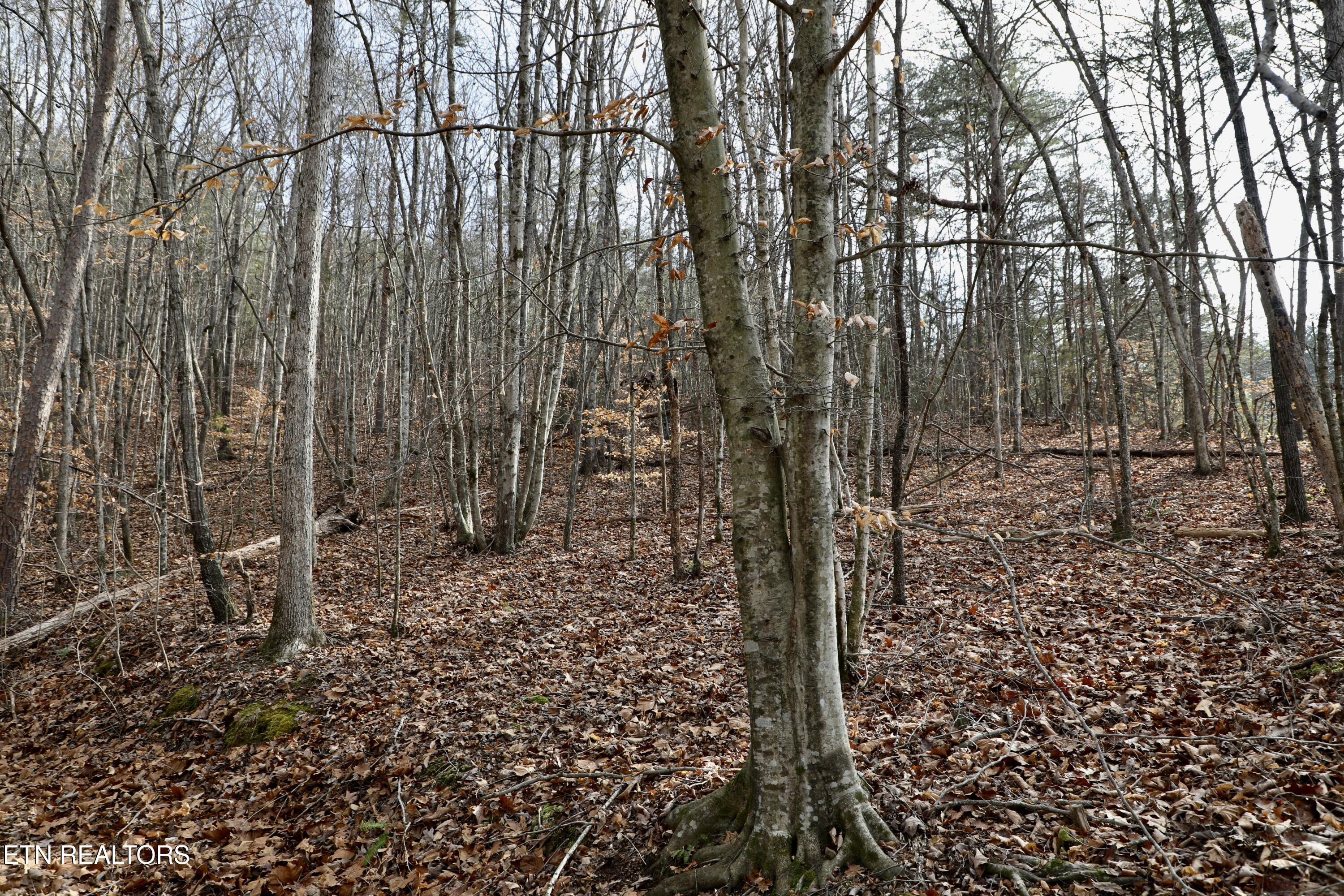 Forest View Tellico Plains TN 37385
