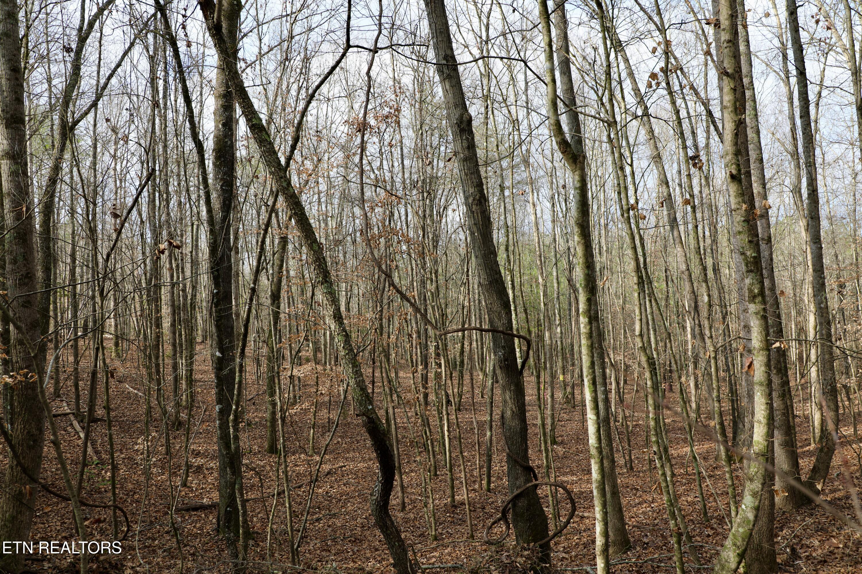 Forest View Tellico Plains TN 37385