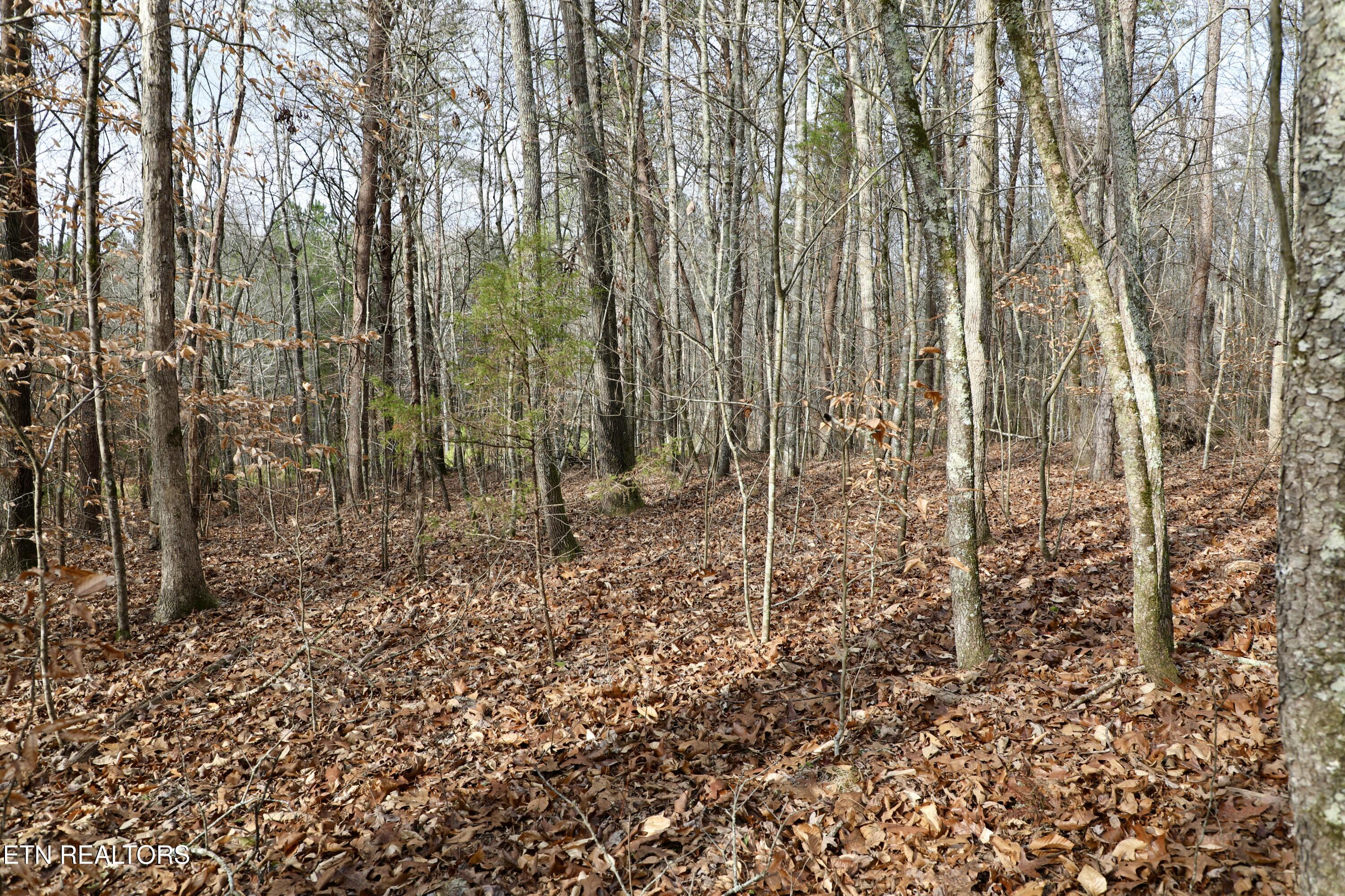 Forest View Tellico Plains TN 37385