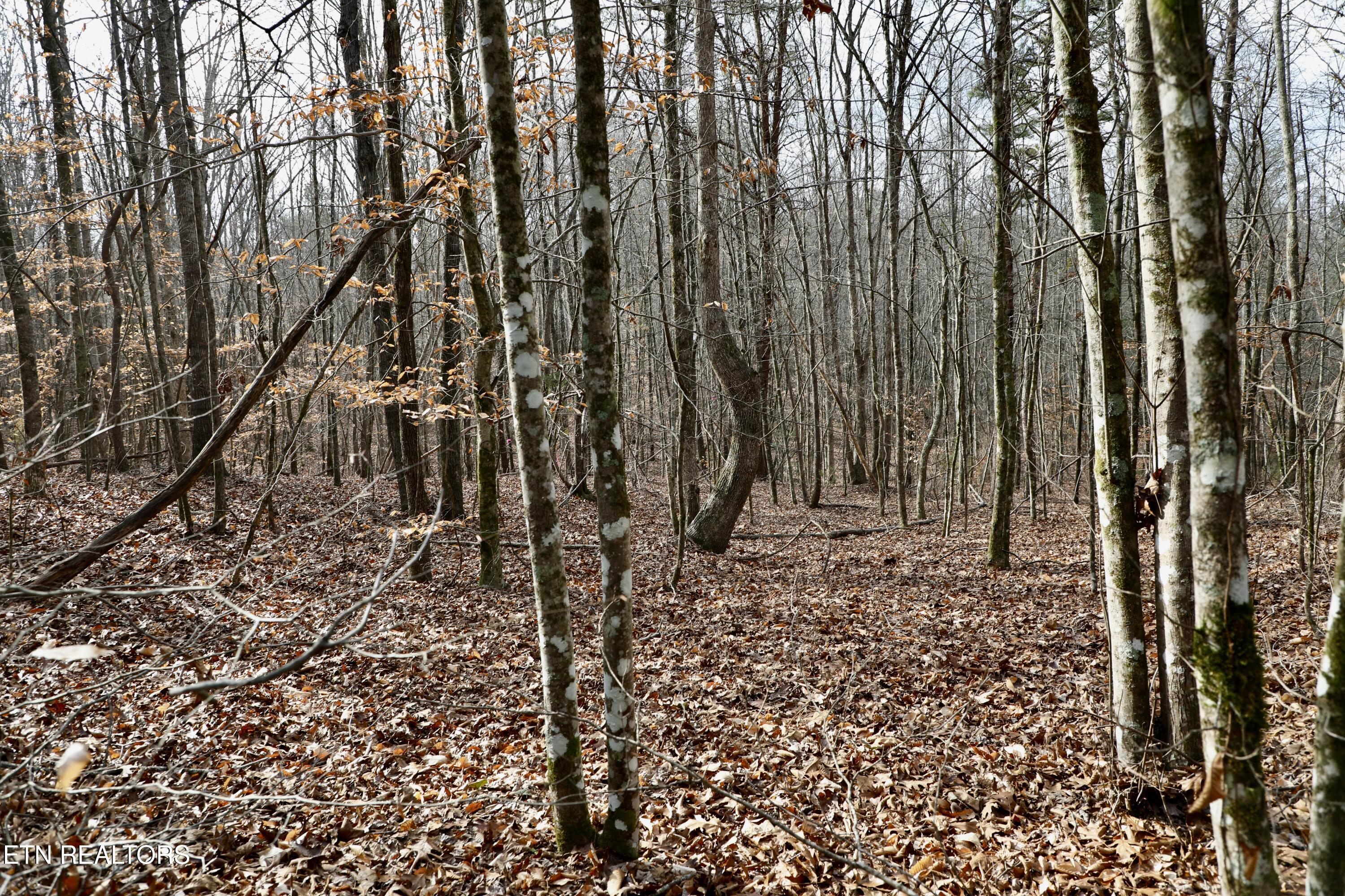 Forest View Tellico Plains TN 37385