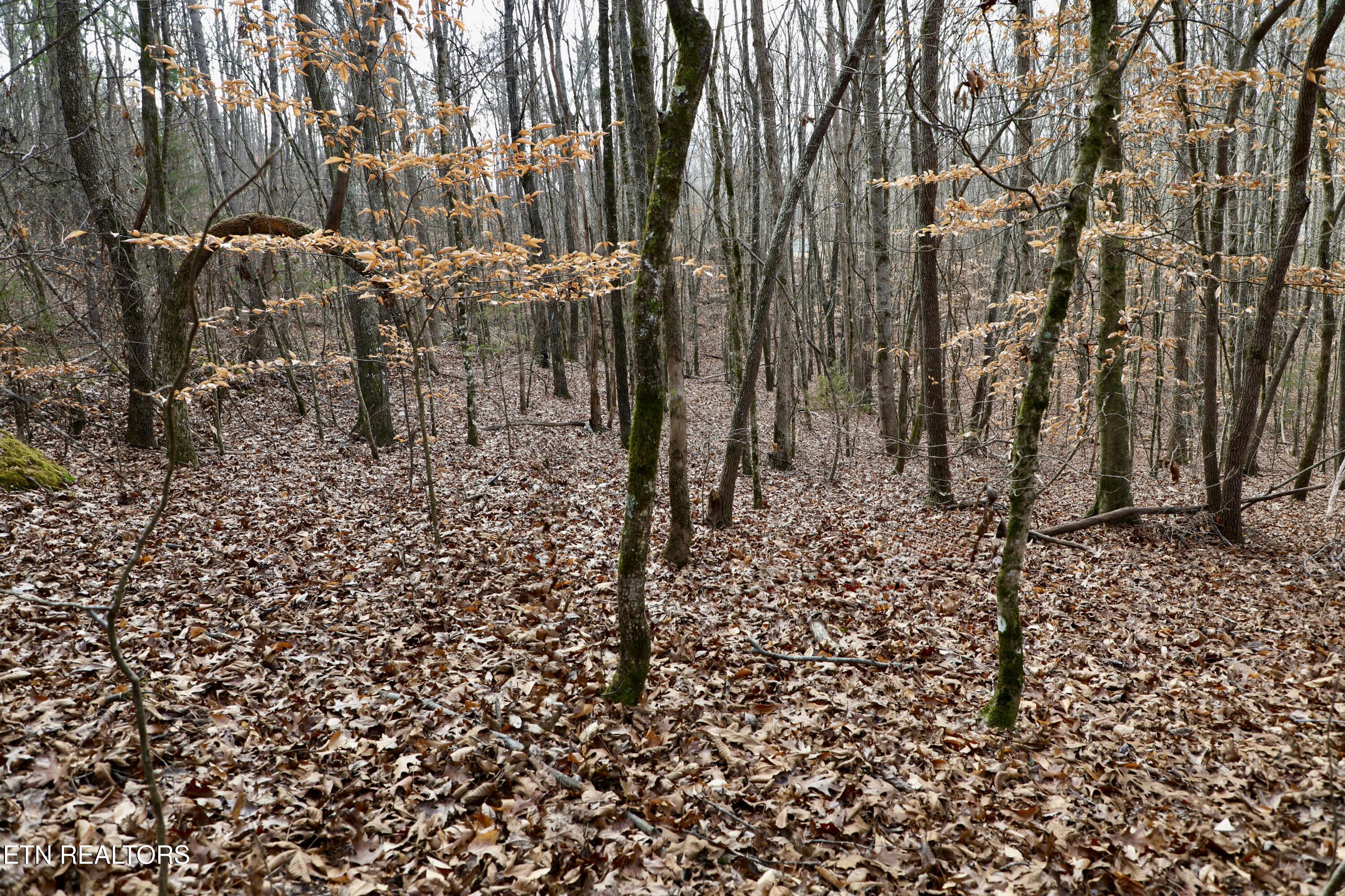 Forest View Tellico Plains TN 37385