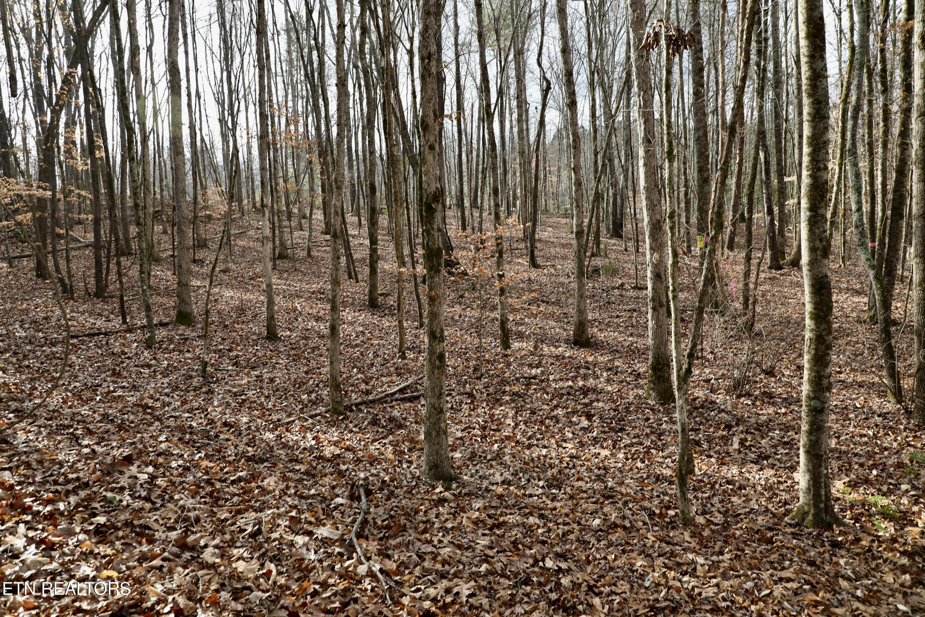 Forest View Tellico Plains TN 37385