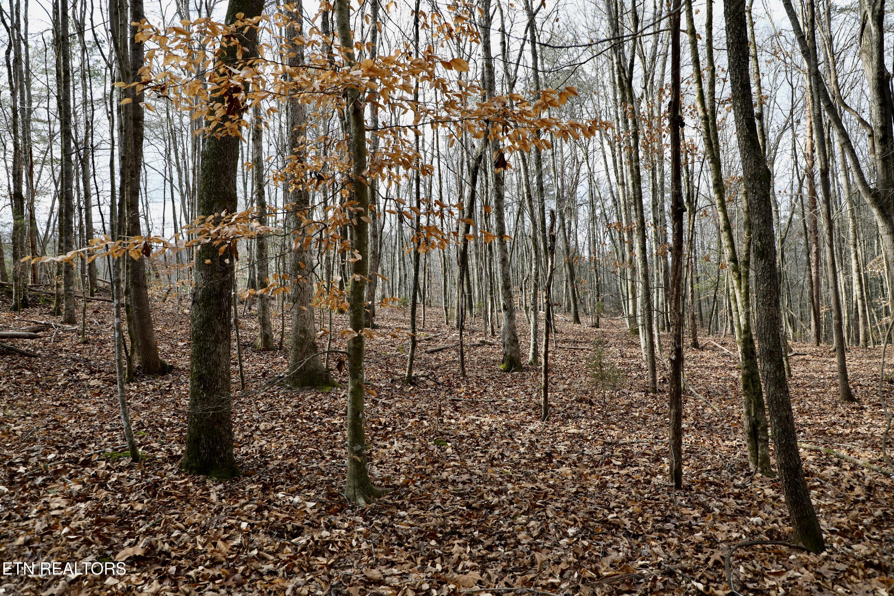 Forest View Tellico Plains TN 37385