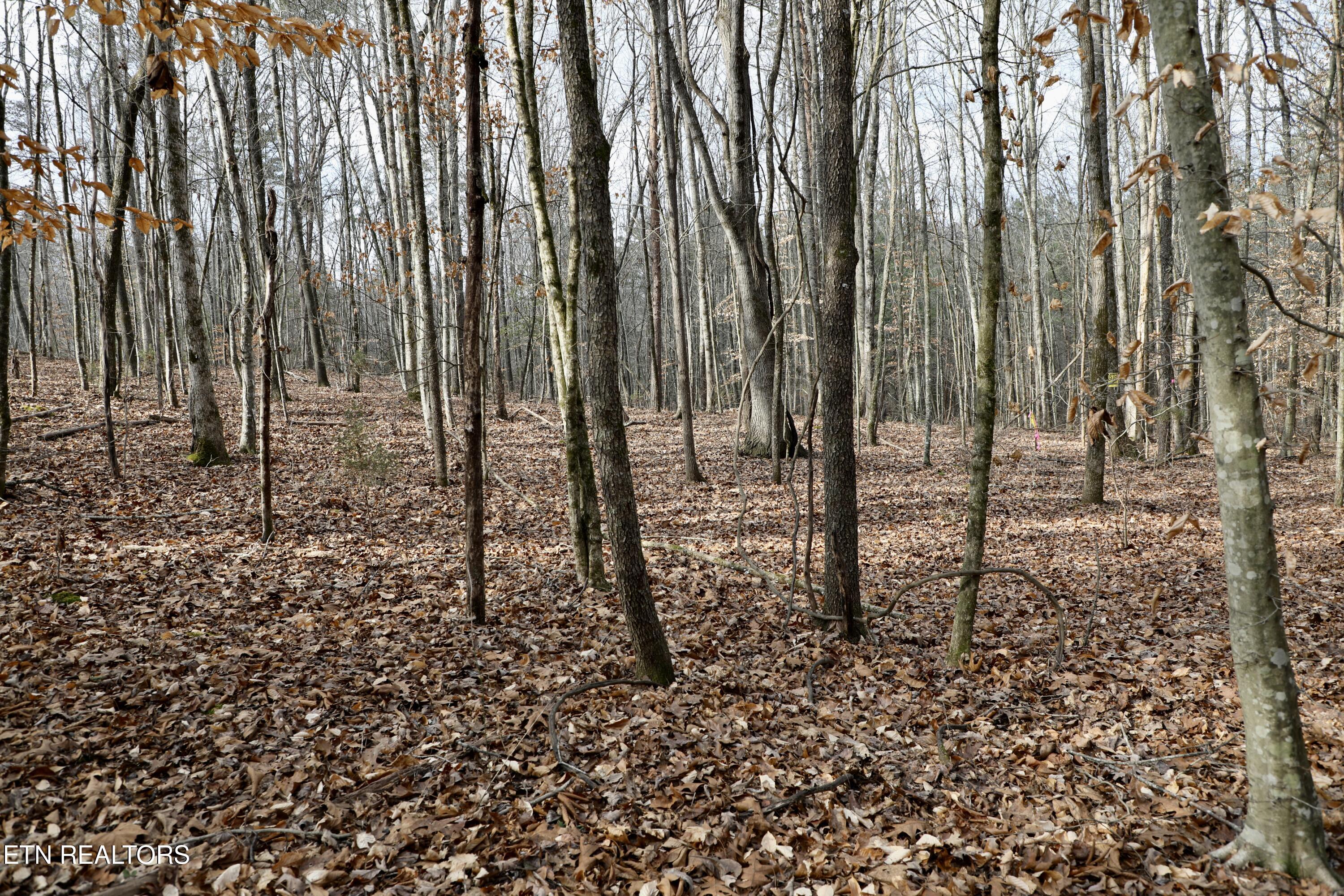 Forest View Tellico Plains TN 37385