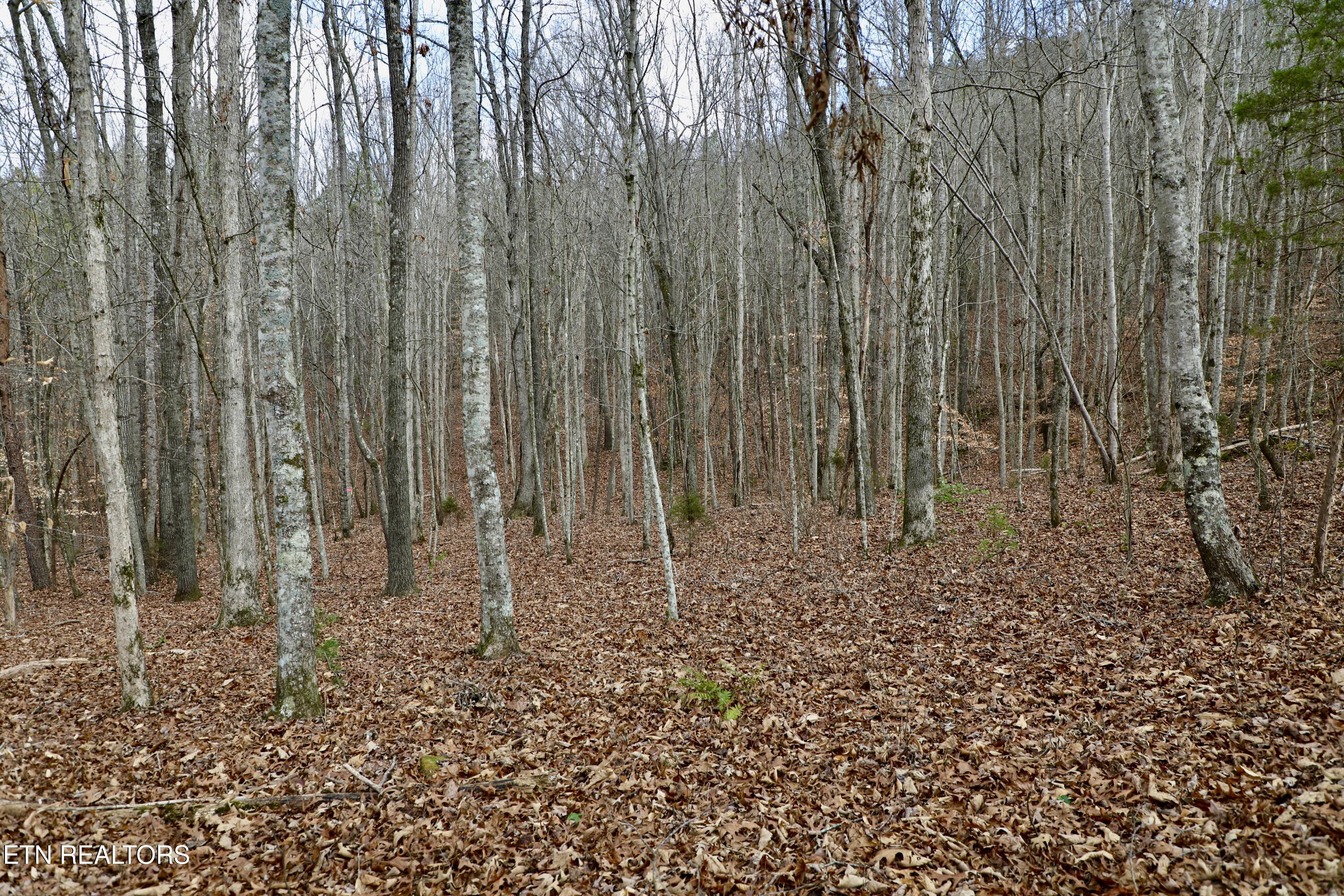 Forest View Tellico Plains TN 37385