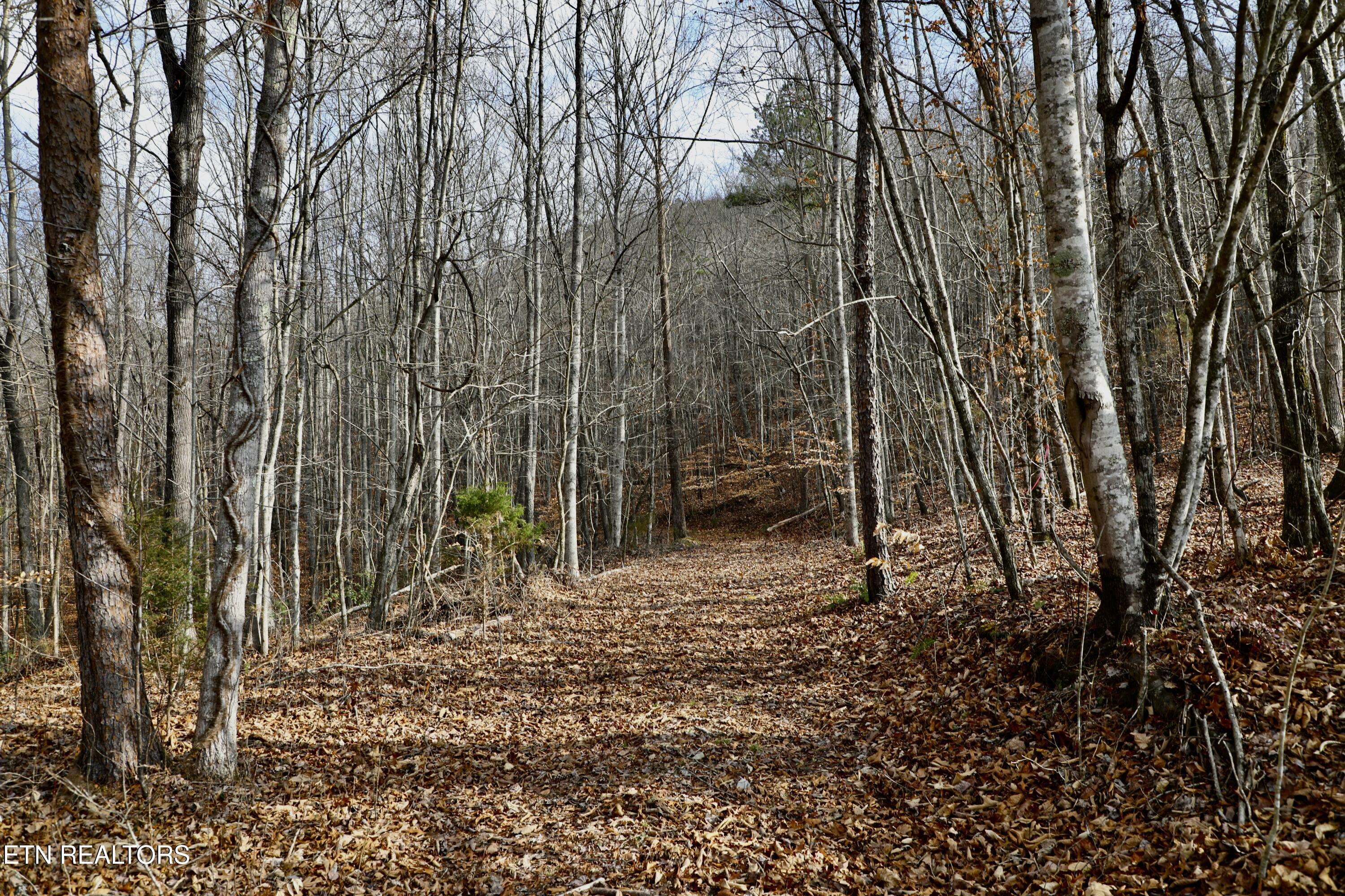 Forest View Tellico Plains TN 37385