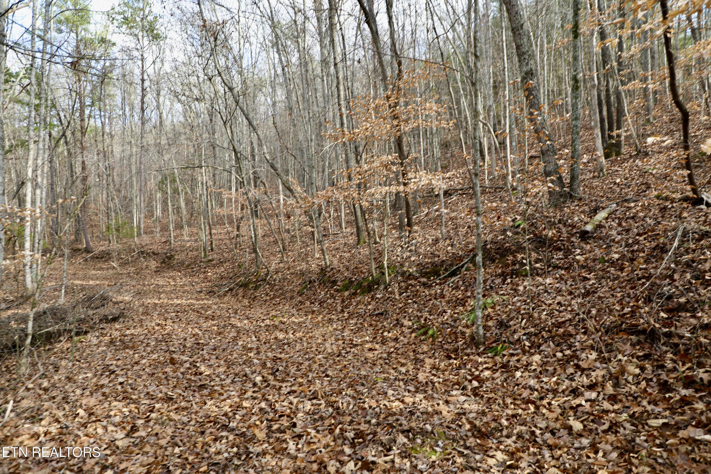 Forest View Tellico Plains TN 37385