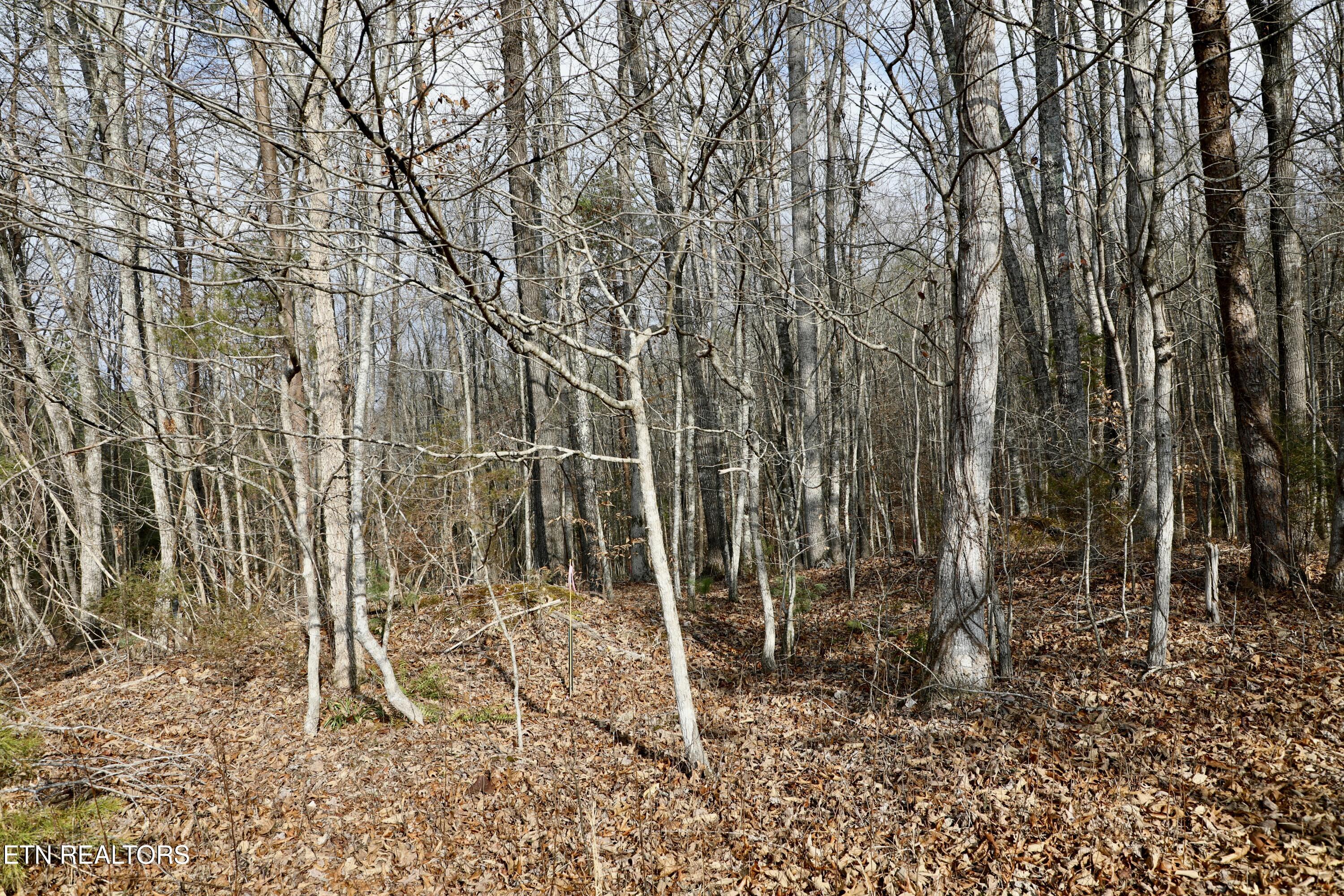 Forest View Tellico Plains TN 37385