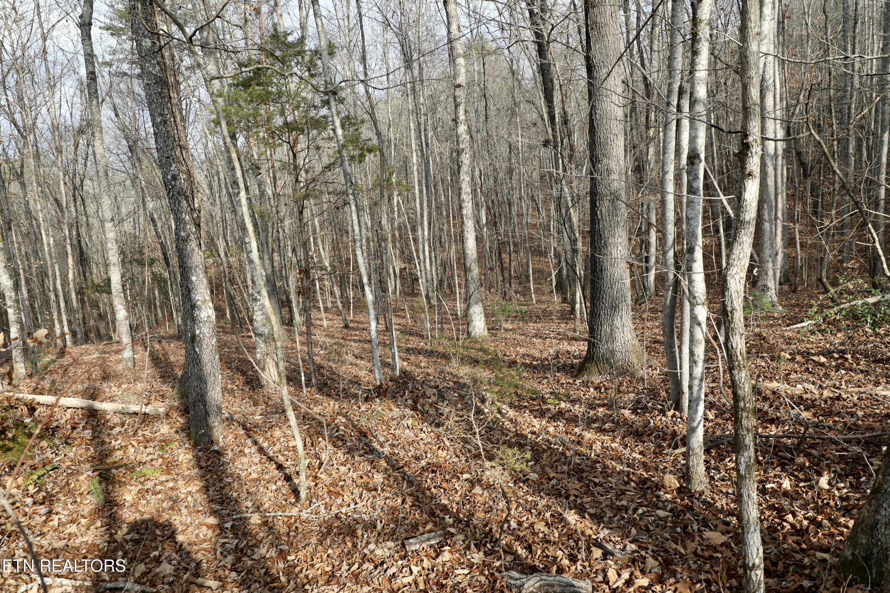 Forest View Tellico Plains TN 37385