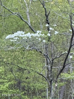 0 Barnes Hollow Road Cosby TN 37722