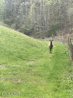 0 Barnes Hollow Road Cosby TN 37722
