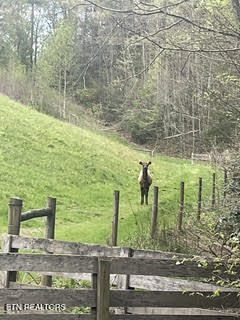 0 Barnes Hollow Road Cosby TN 37722