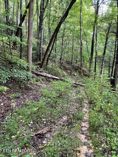 0 Barnes Hollow Road Cosby TN 37722