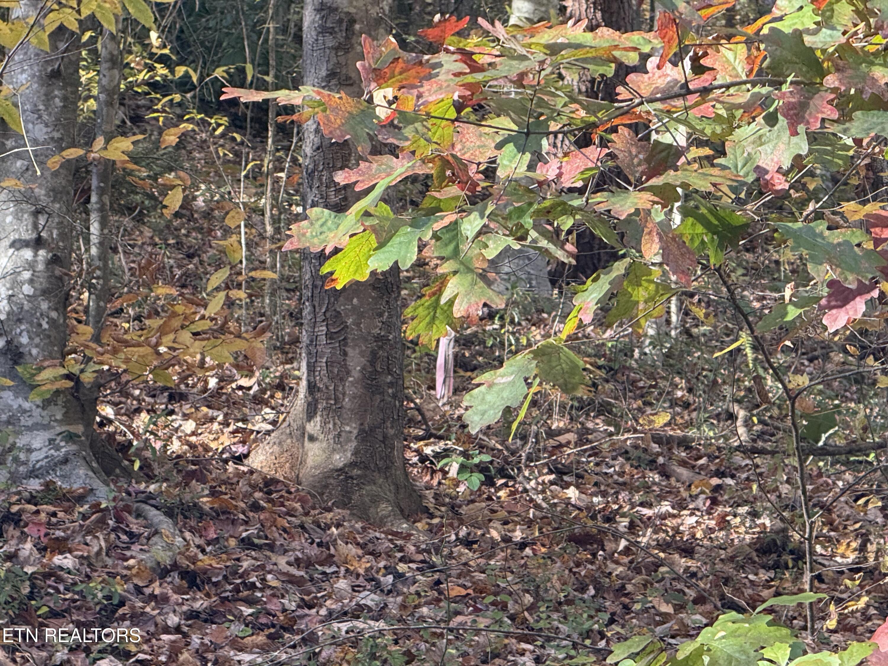 Trentham Way Pigeon Forge TN 37863