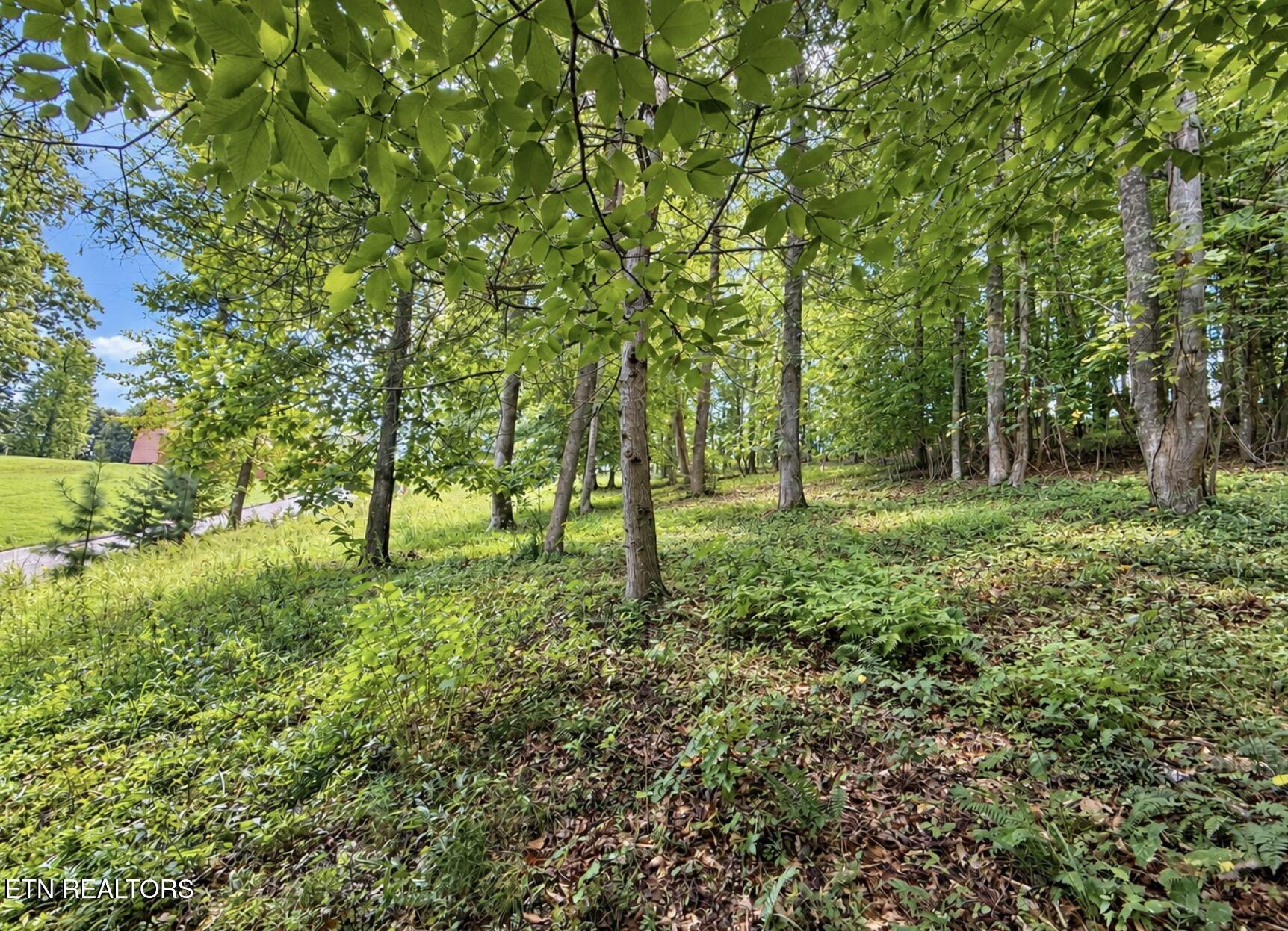 Foxwood Drive Caryville TN 37714