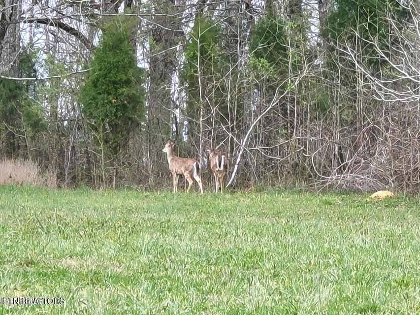 Lot 20 Dogwood Cove Drive Spring City TN 37381