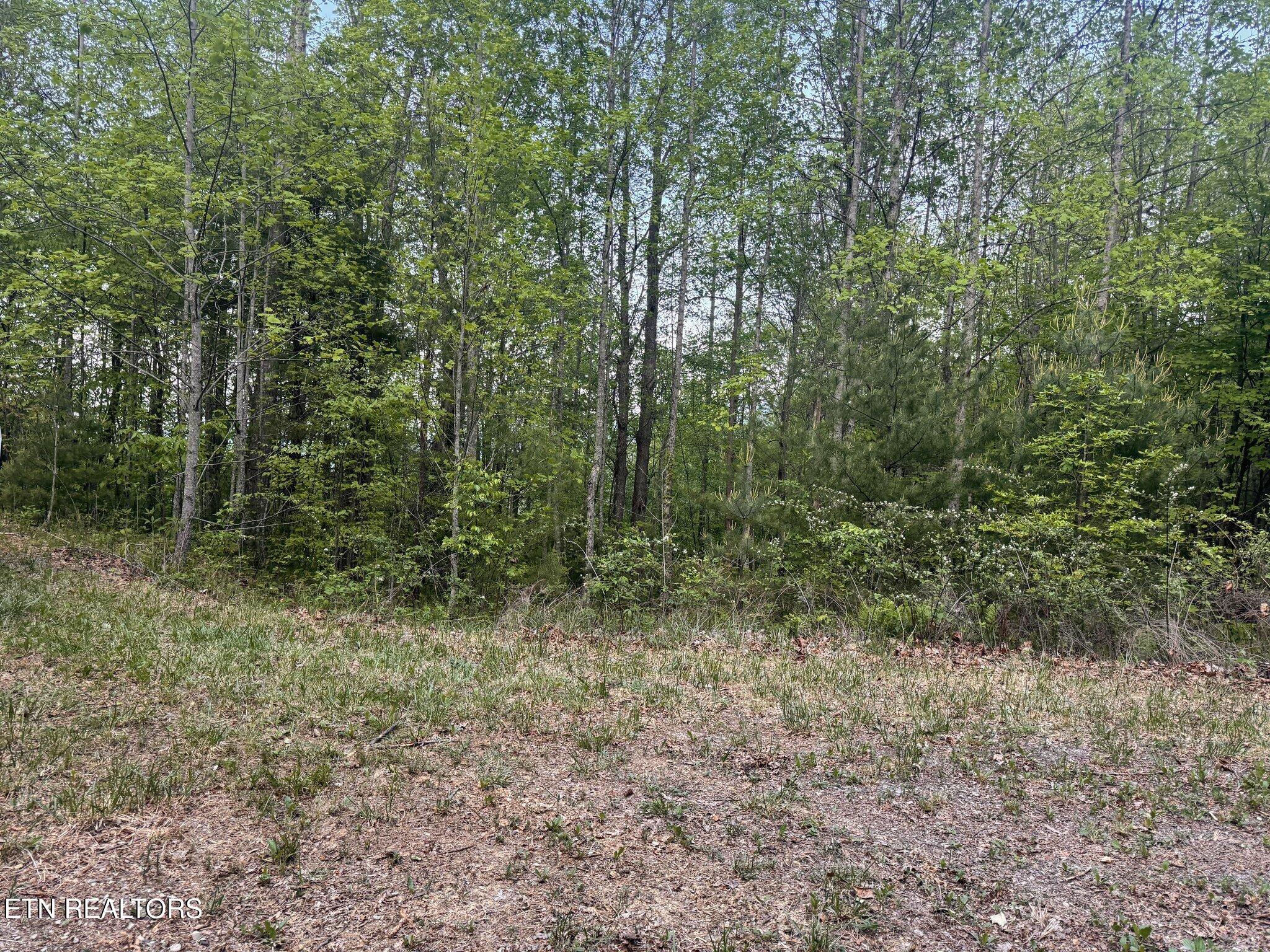 Lot 41 Black Maple Way Del Rio TN 37727