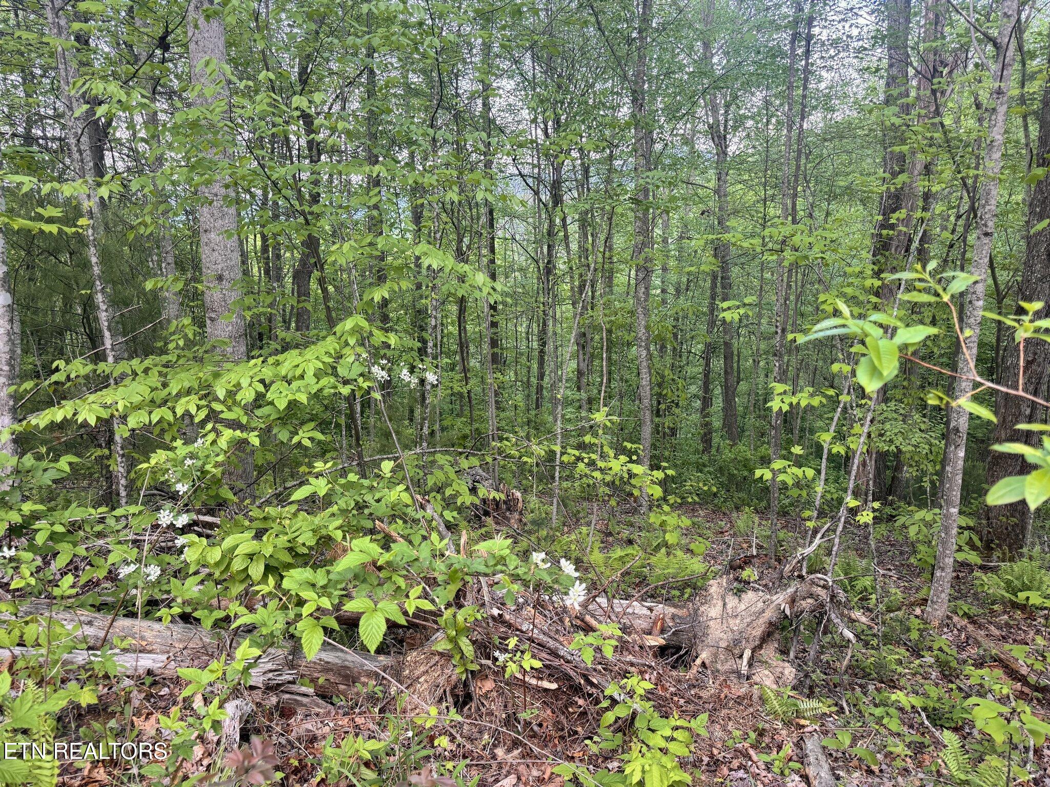 Lot 41 Black Maple Way Del Rio TN 37727