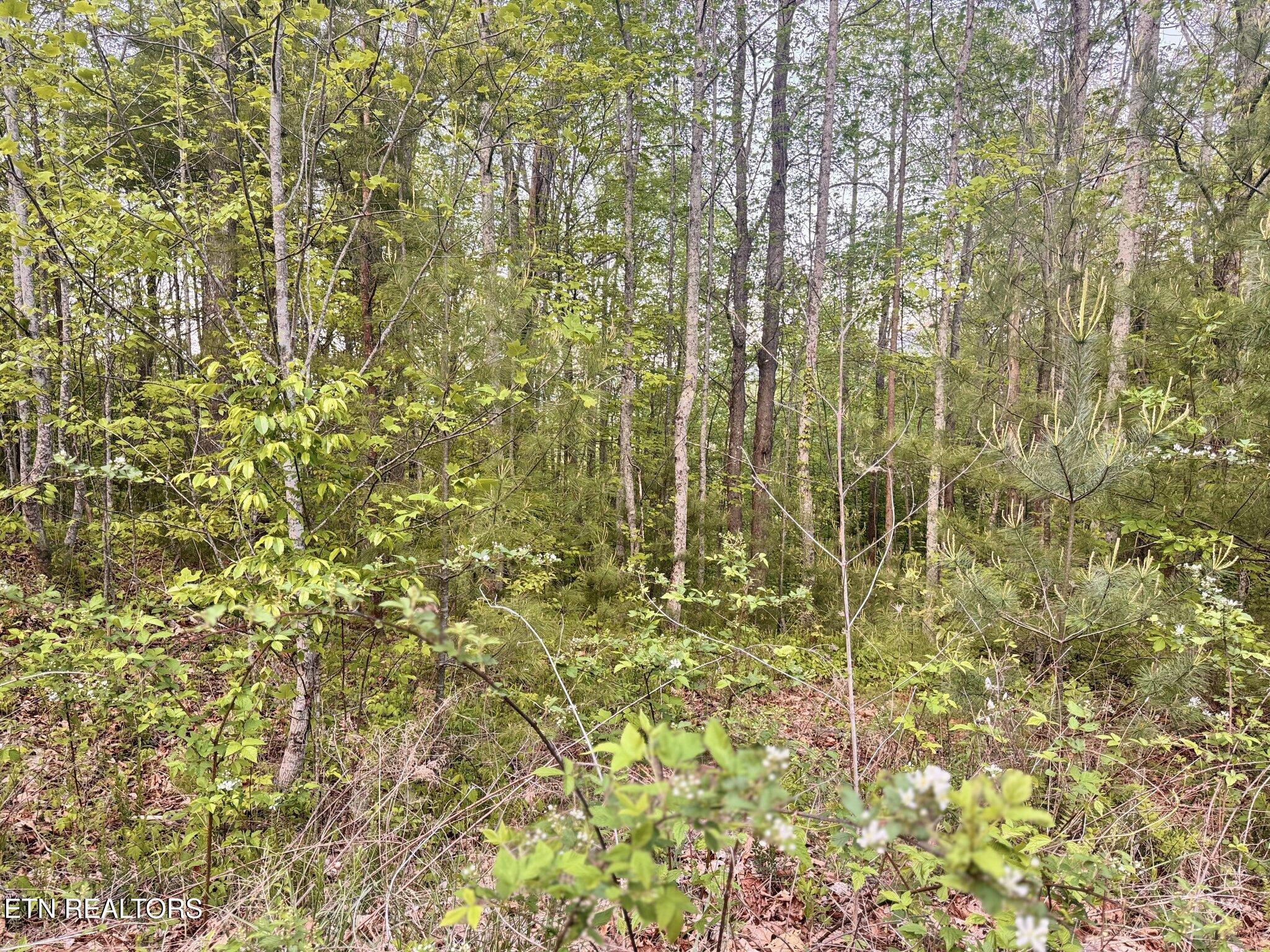Lot 41 Black Maple Way Del Rio TN 37727