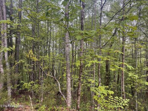 Lot 41 Black Maple Way Del Rio TN 37727