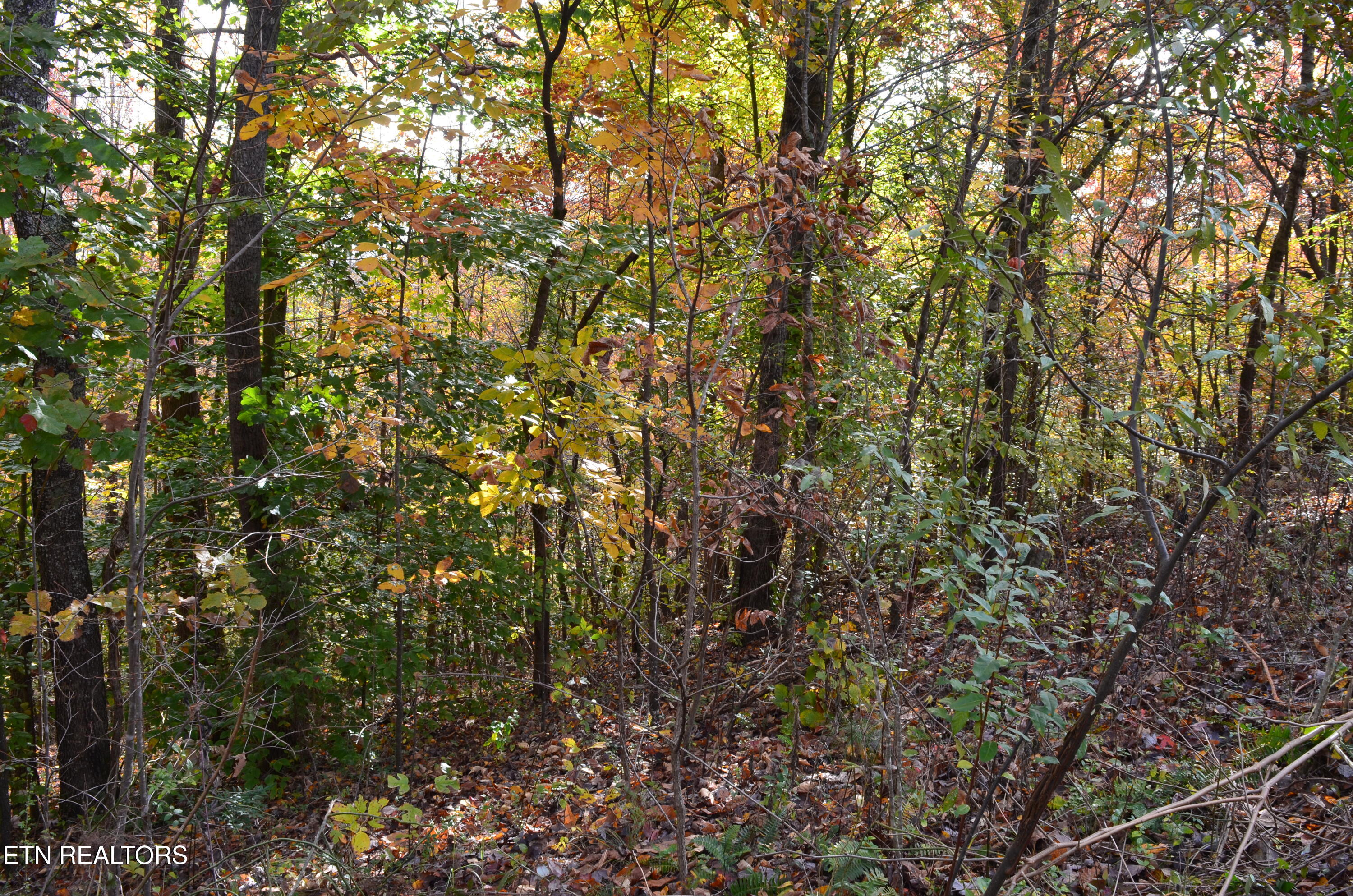 Whitman Hollow Road Lafollette TN 37766