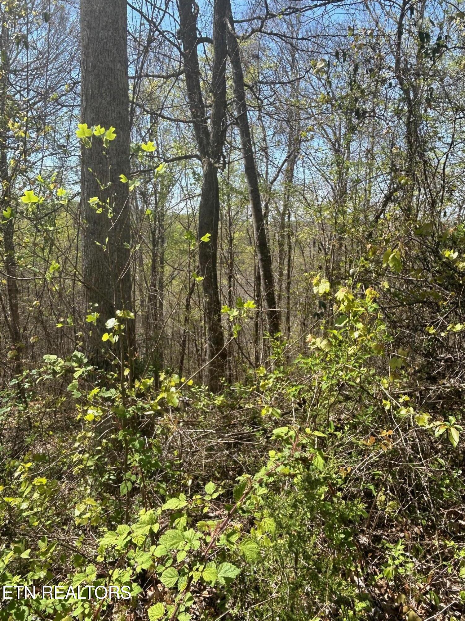 Lot 27 Jones Ridge Road Speedwell TN 37870
