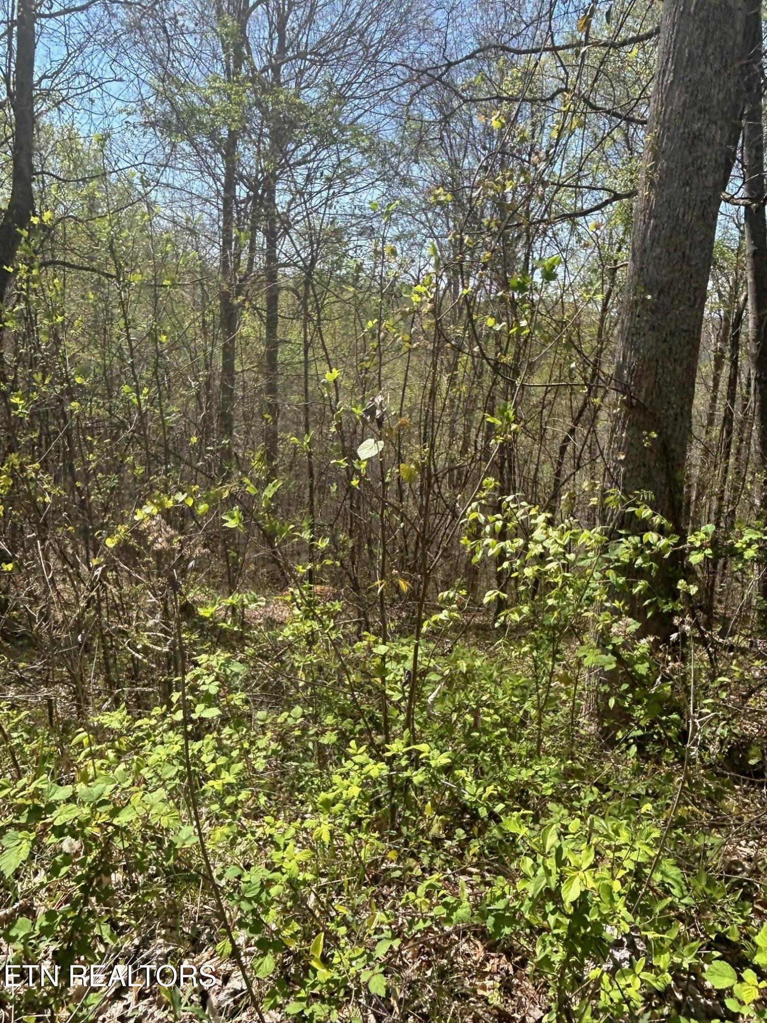 Lot 27 Jones Ridge Road Speedwell TN 37870