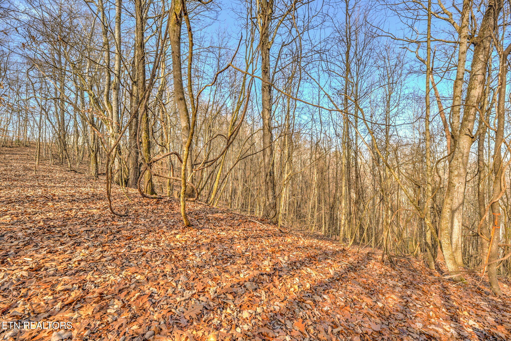 470 Clara Mae Drive Rockwood TN 37854