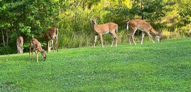 Bay Shore Drive Rockwood TN 37854