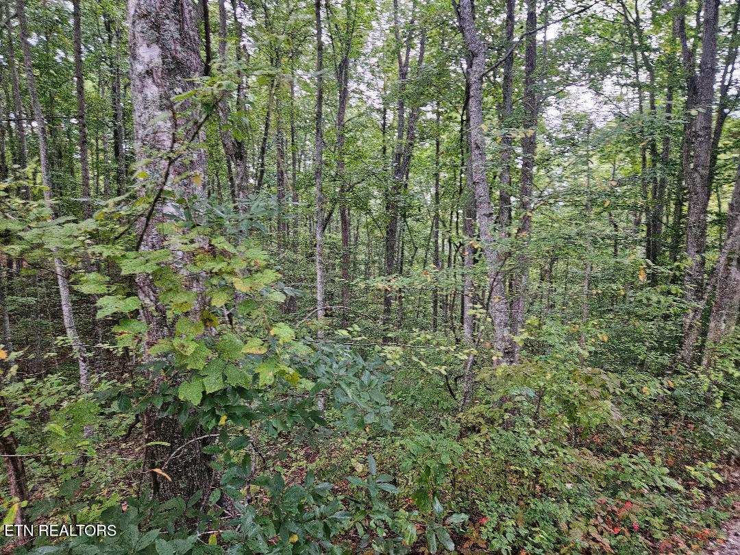 Sells Cemetery Road Wilder TN 38589