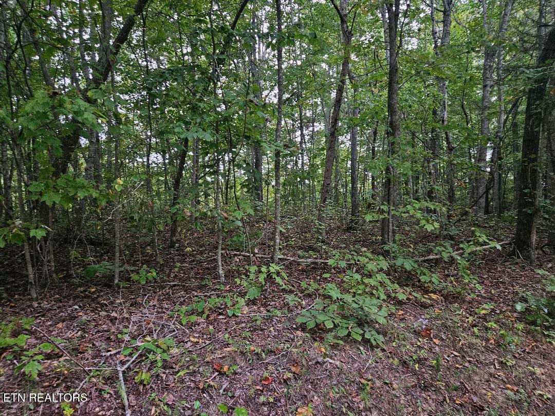 Sells Cemetery Road Wilder TN 38589