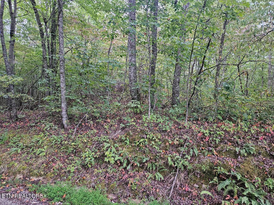 Sells Cemetery Road Wilder TN 38589