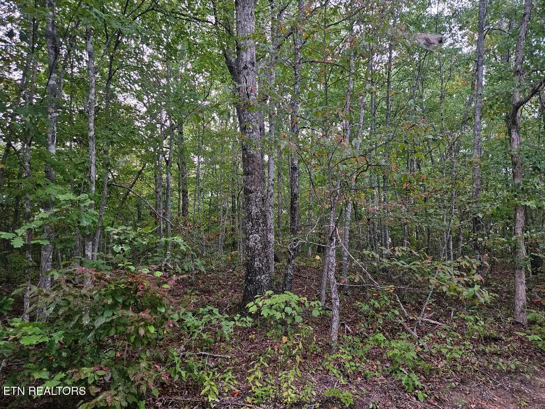 Sells Cemetery Road Wilder TN 38589