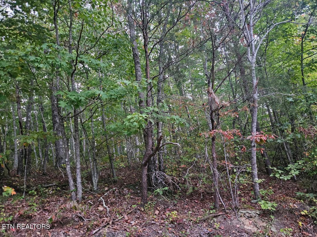 Sells Cemetery Road Wilder TN 38589