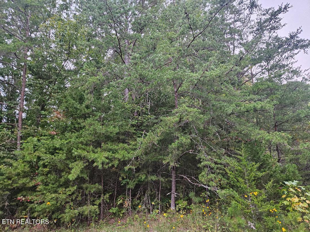 Sells Cemetery Road Wilder TN 38589