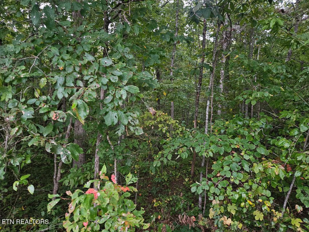 Sells Cemetery Road Wilder TN 38589