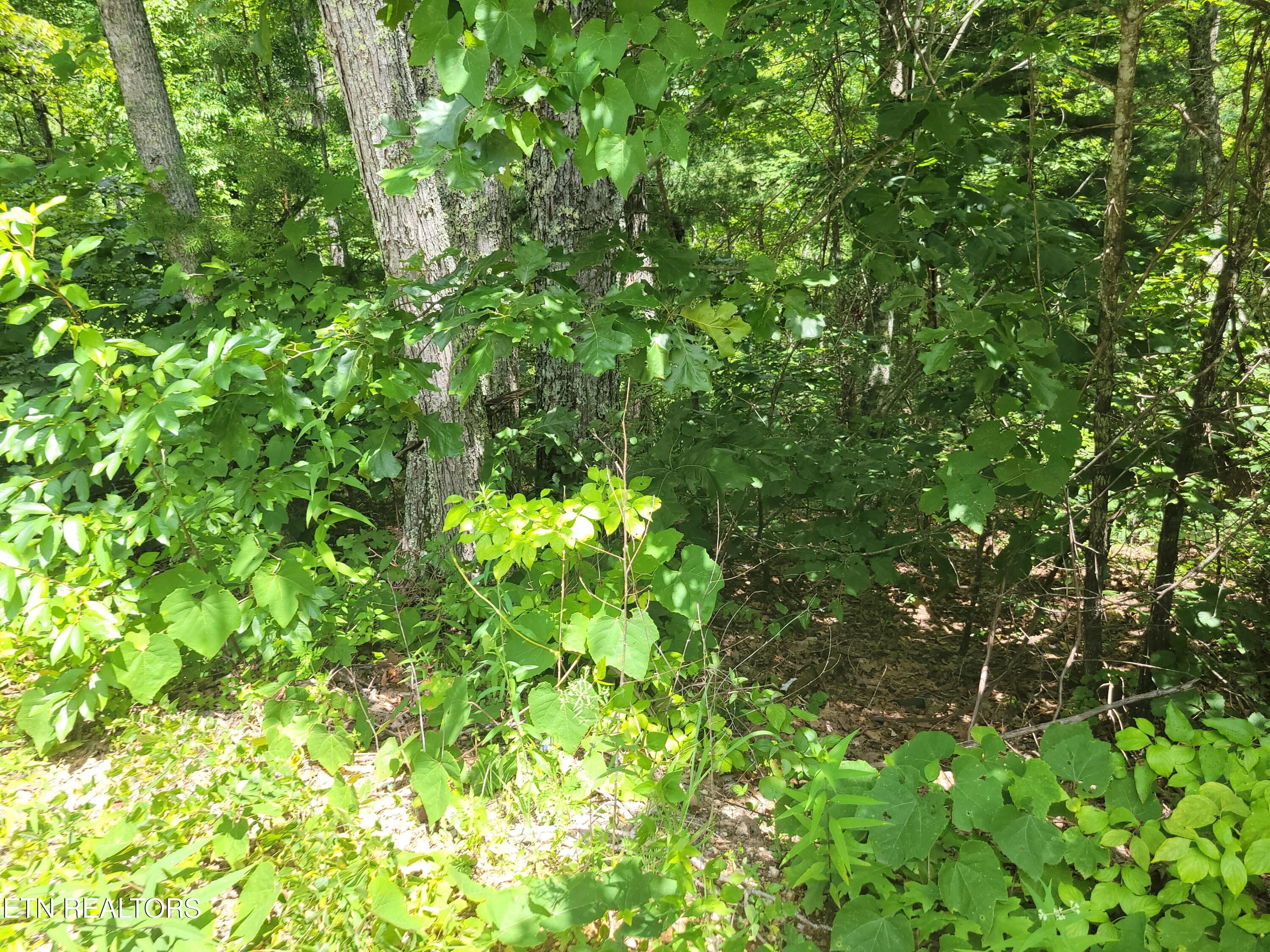 Lot 20 Hickory Tree Street Sevierville TN 37876