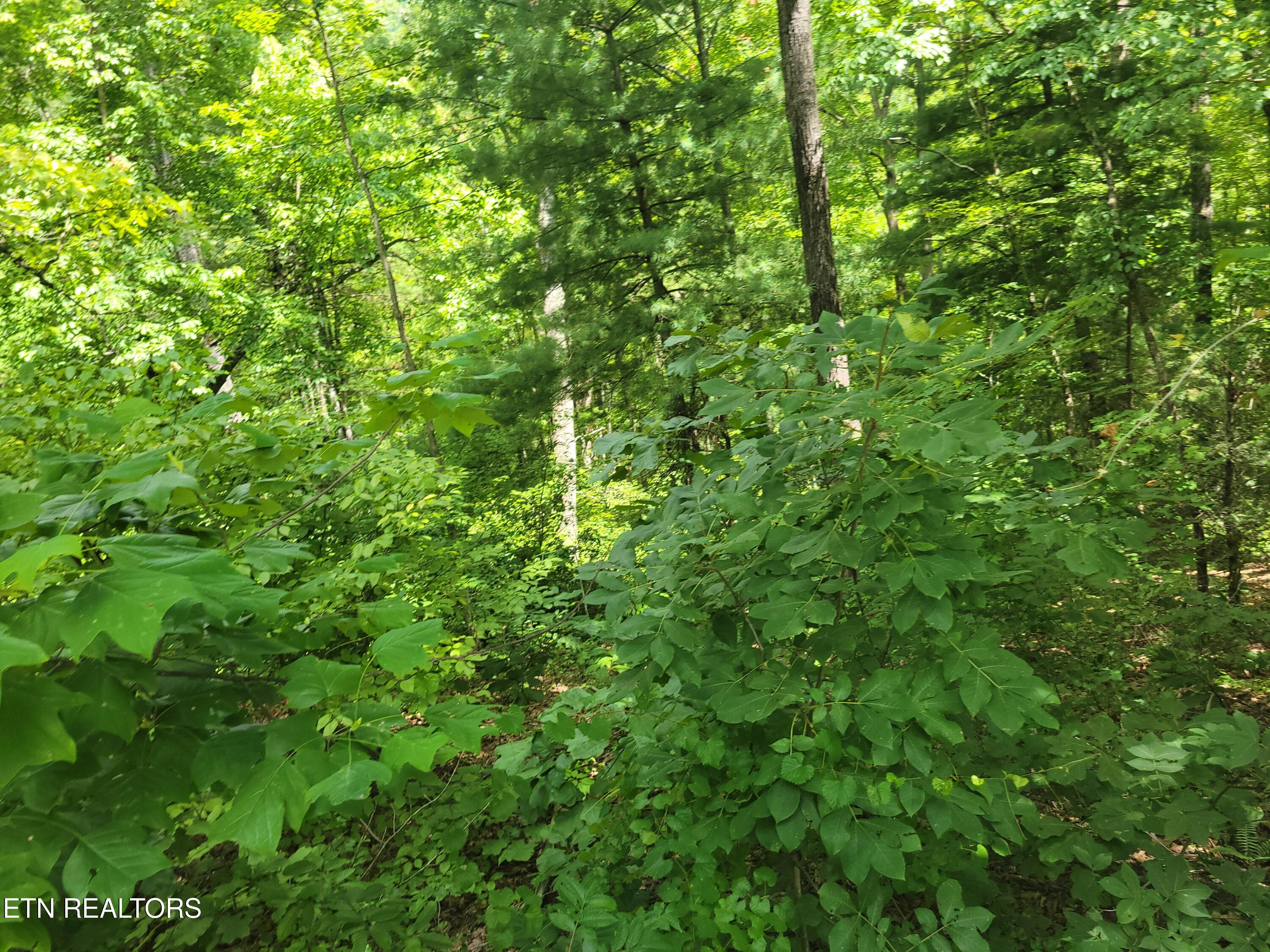 Lot 20 Hickory Tree Street Sevierville TN 37876