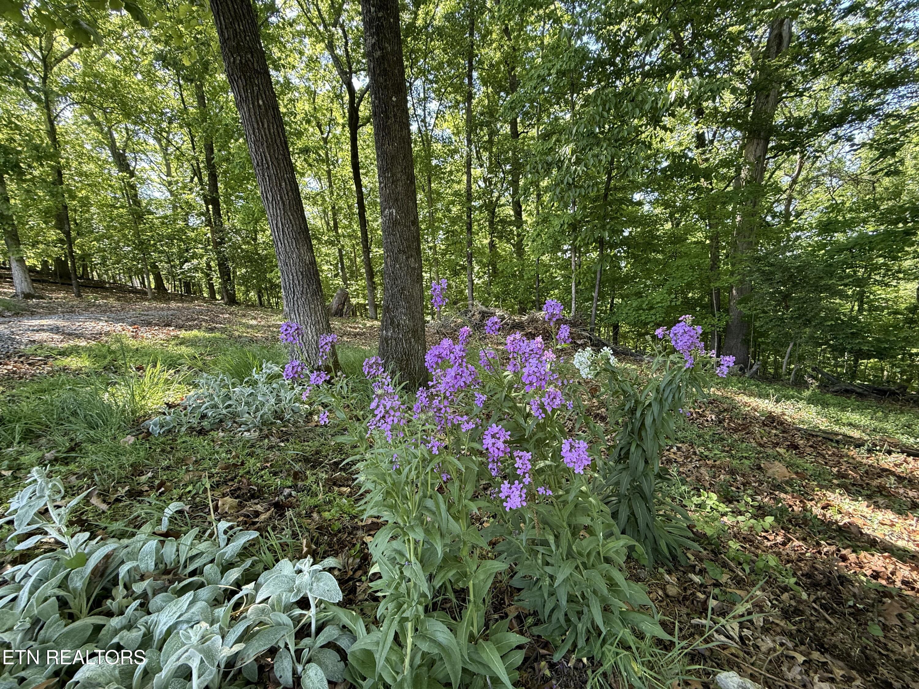 Gravelly Hills/forrest Ridge Louisville TN 37777