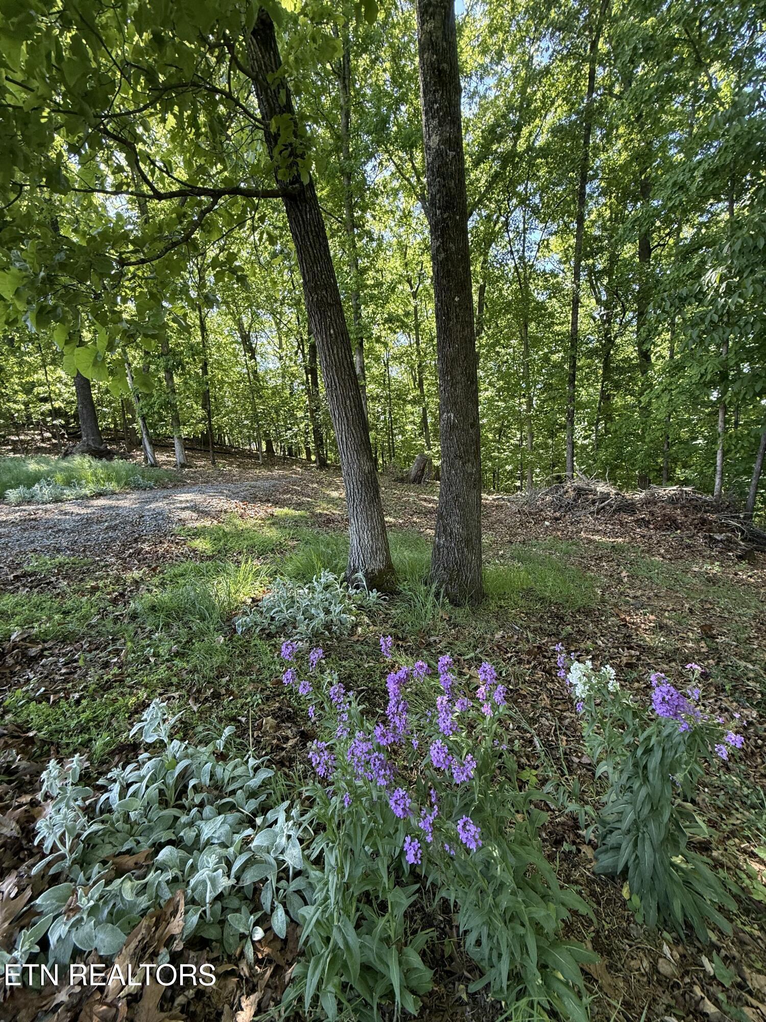Gravelly Hills/forrest Ridge Louisville TN 37777