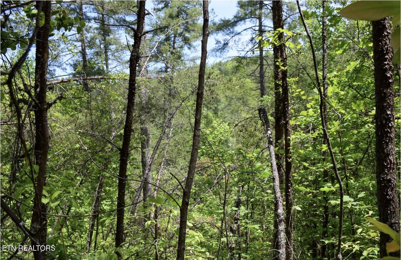 Rich Mountain Way Sevierville TN 37876