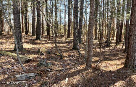 194 Forest Ridge Lane Greenback TN 37742