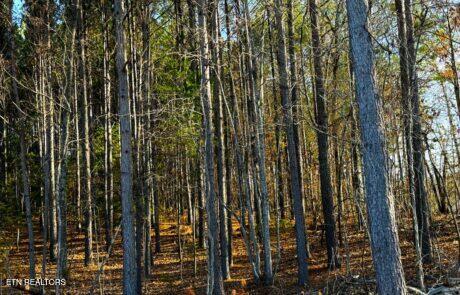 194 Forest Ridge Lane Greenback TN 37742