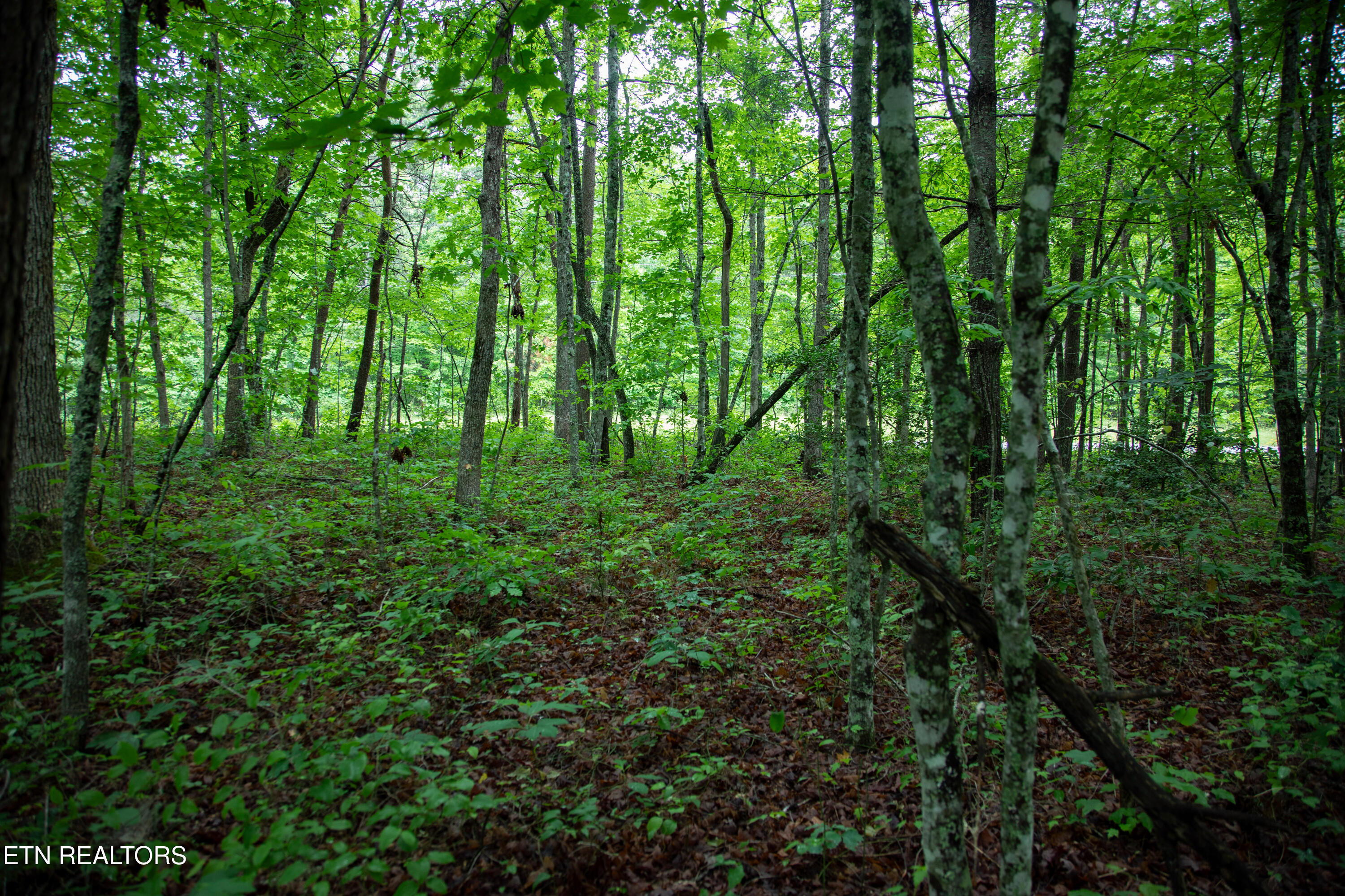 0 Lot 6 Cumberland Lakes Drive Monterey TN 38574