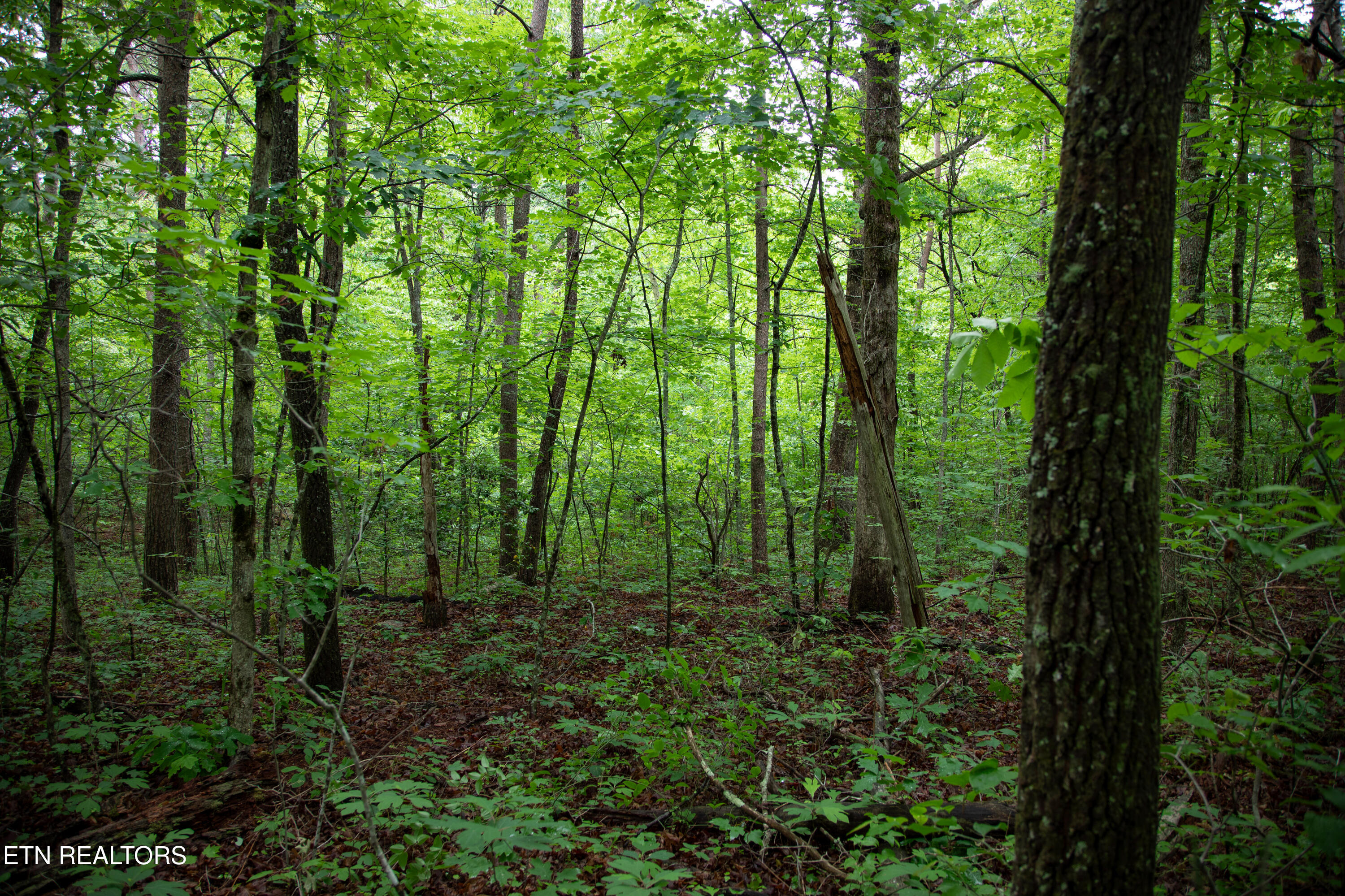 0 Lot 6 Cumberland Lakes Drive Monterey TN 38574